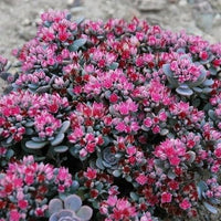 Sedum Sunsparkler® 'Blue Elf' - [EG]