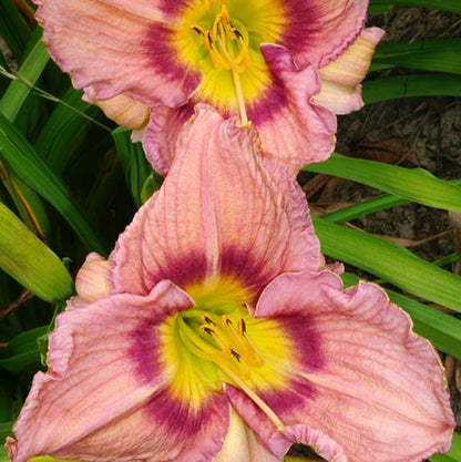 Bellaboo Daylily, Large Pale Purple Blooms with An Gorgeous Purple Band with Lemon Yellow Throat, Blooms For Long Time with Lots of Blooms.