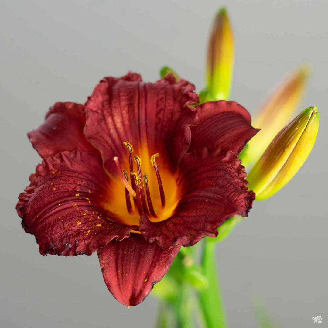 Daylily Cranberry Babies