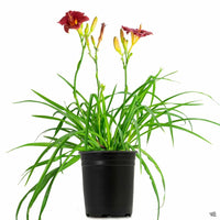 Daylily Cranberry Babies