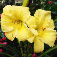 Hemerocallis Rainbow Rhythm 'Going Bananas'