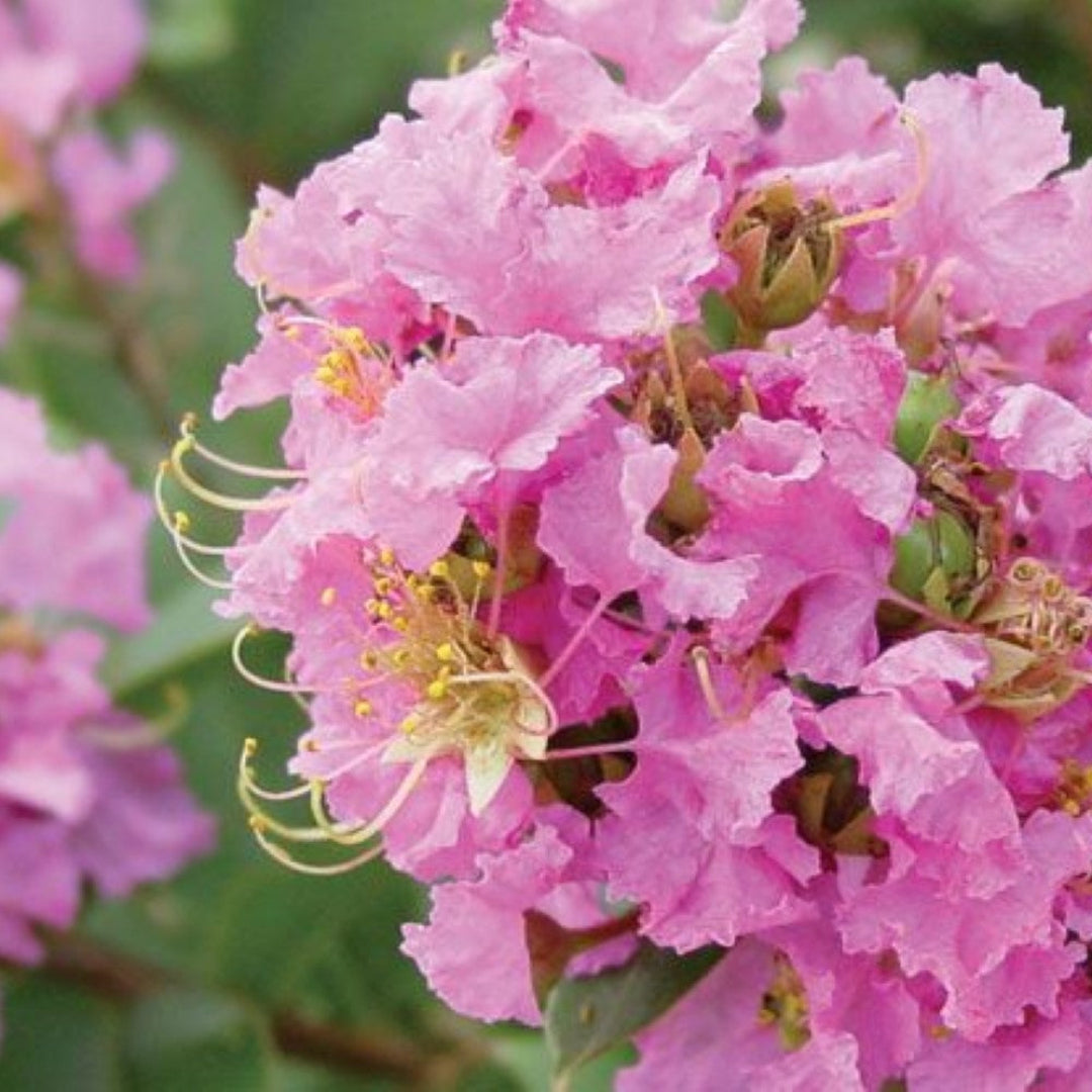 Dazzle Me Pink Crapemyrtle