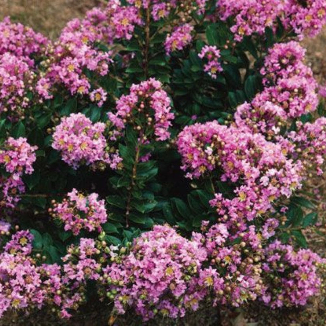 Dazzle Me Pink Crapemyrtle
