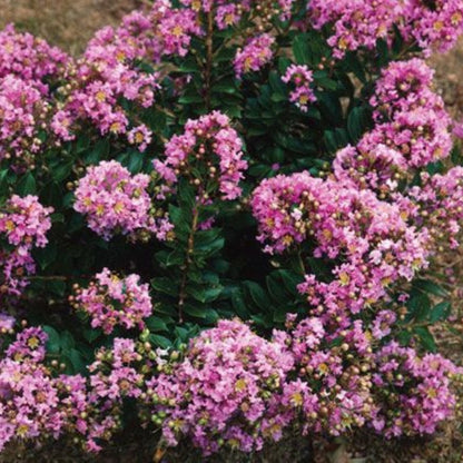Dazzle Me Pink Crapemyrtle