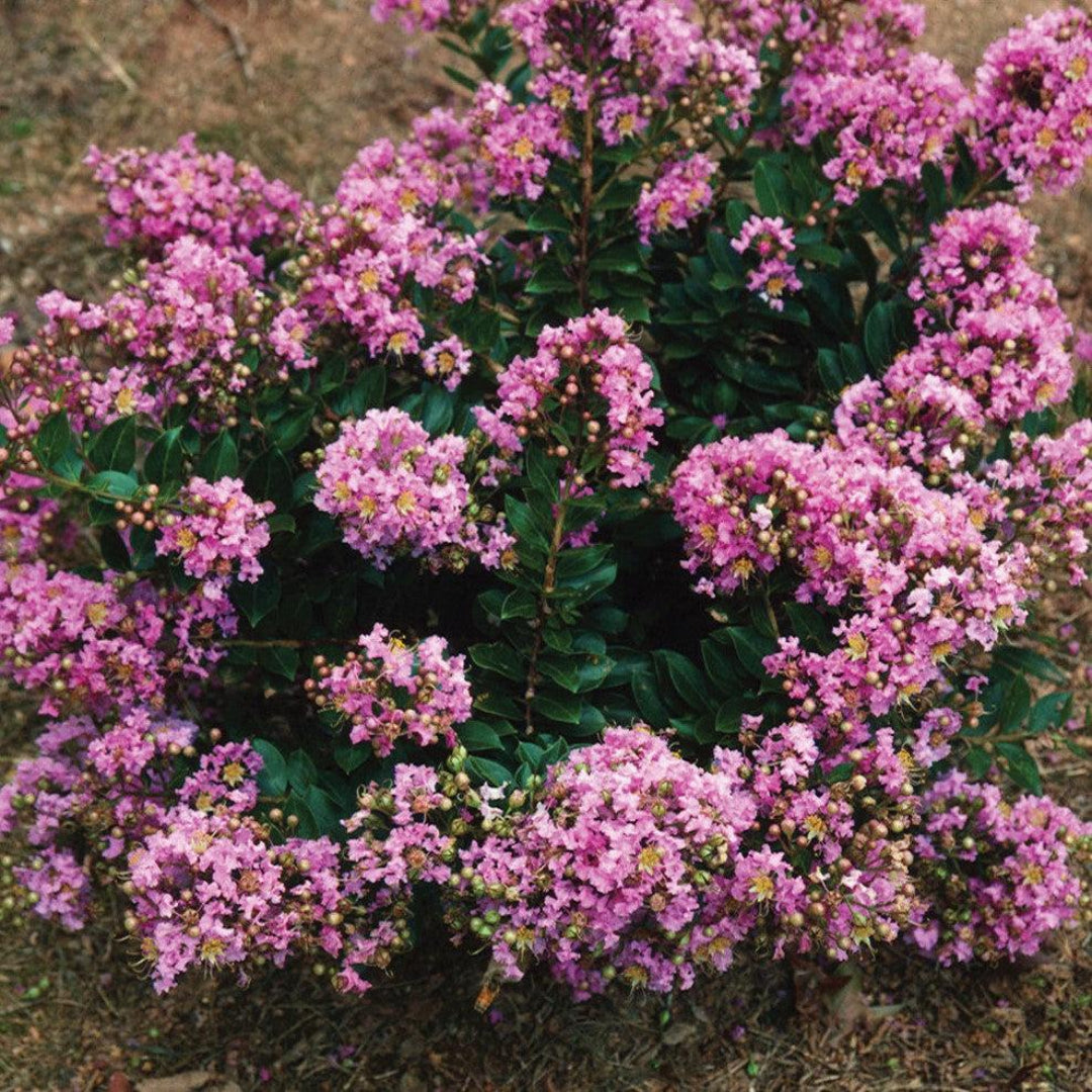 Dazzle Me Pink Crapemyrtle