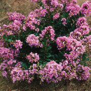 Dazzle Me Pink Crapemyrtle