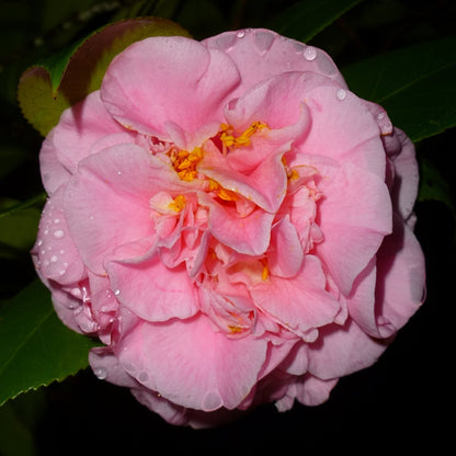 Mrs. Lyman Clarke Camellia