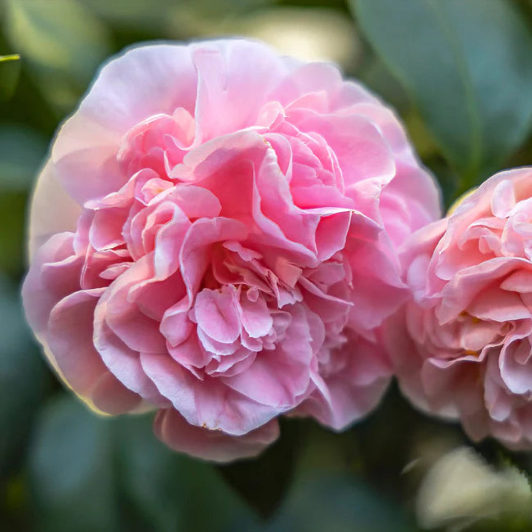 Debutante Pink Camellia Japonica