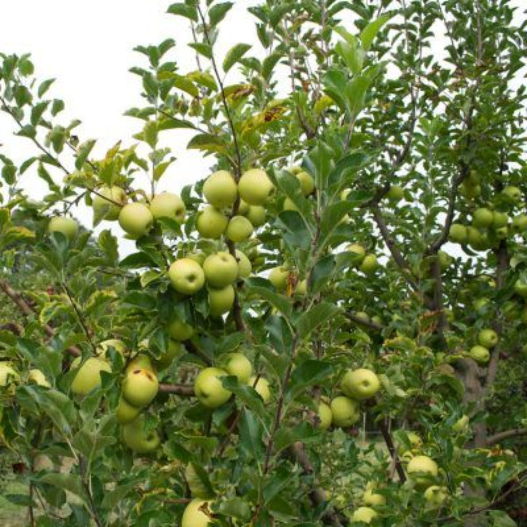 Golden Delicious Apple Tree