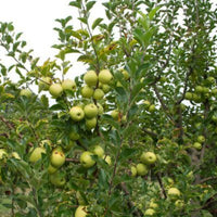 Golden Delicious Apple Tree