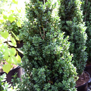 Dee Runk Boxwood