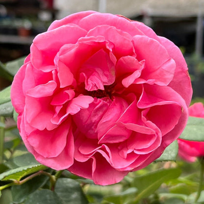 Dee-Lish Hybrid Tea Rose