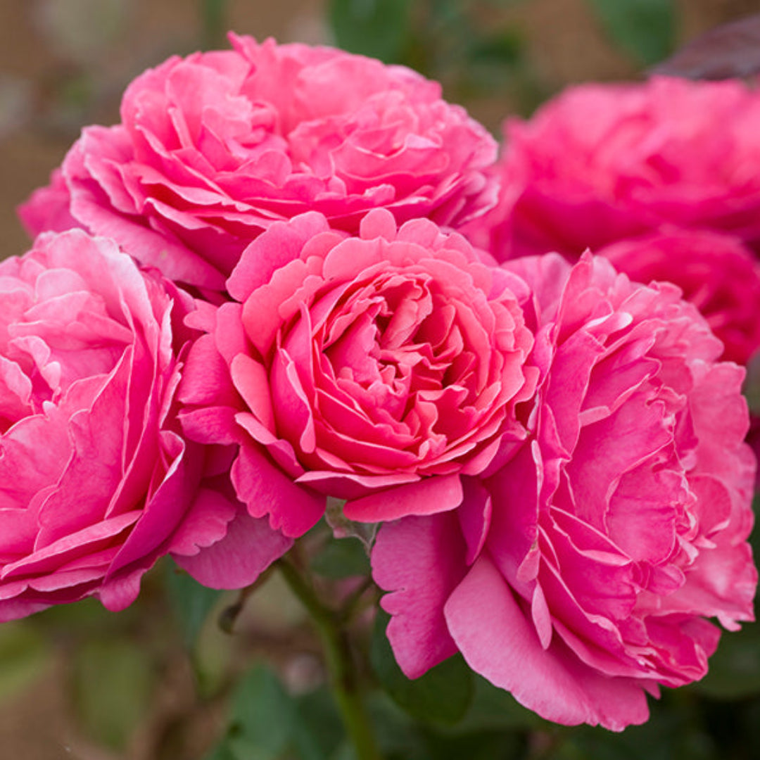 Rosa ‘Meiclusif’ Dee-Lish® Hybrid Tea Rose