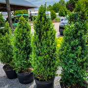 Dee Runk Boxwood