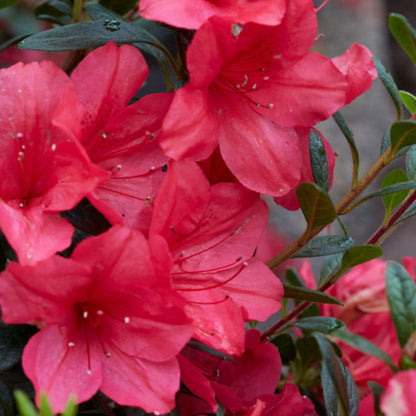 Azalea Fuchsia Parasol Deja Bloom