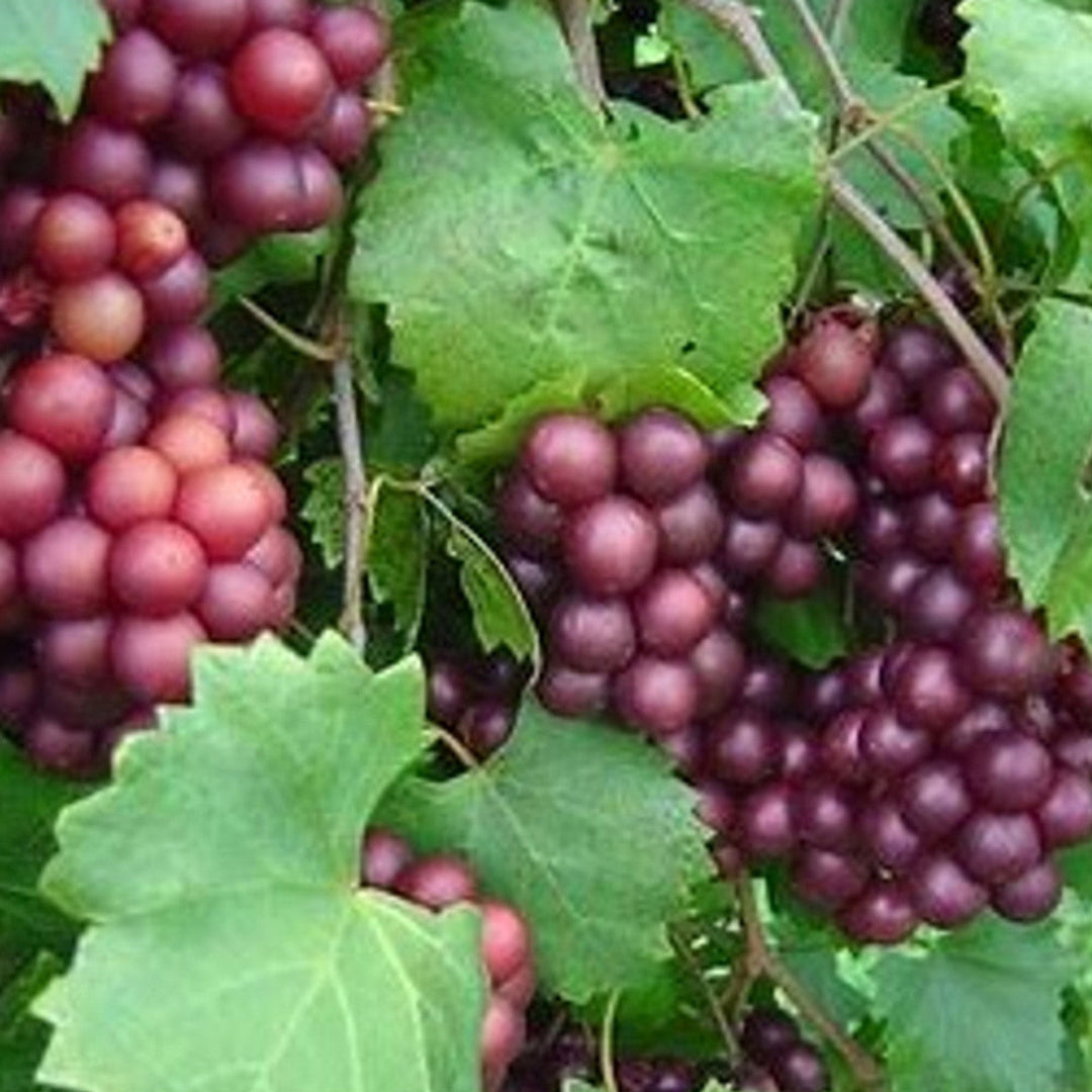 Scarlett Muscadine Grape Vine Shrub