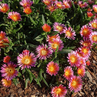 Delosperma Ocean Sunset 'Orange Glow' - [EG]