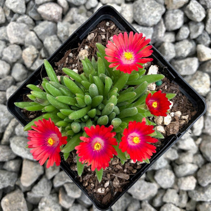 Delosperma Jewel of Desert Garnet&