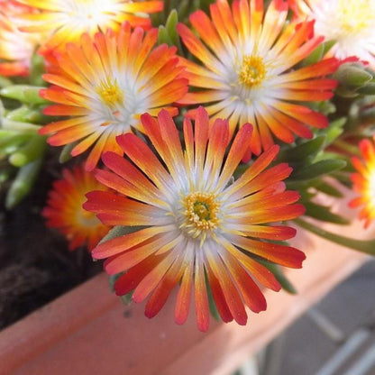 Delosperma Hot Cakes &