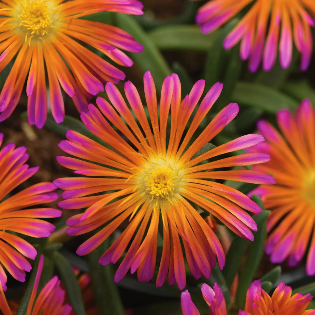 Delosperma Ocean Sunset &