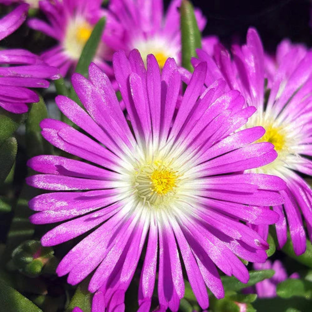 Delosperma Kaleidoscope Orchid Flash - [EG]