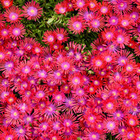 Delosperma Flashmob® 'Action Shot' PPAF - [EG]