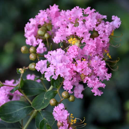 Delta Blush Crape Myrtle