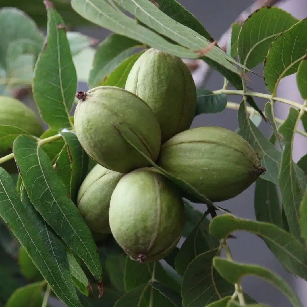 Desirable Pecan Tree – Fast-Growing, Nut-Producing, and Disease-Resistant