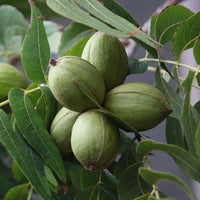 Desirable pecan tree young plant