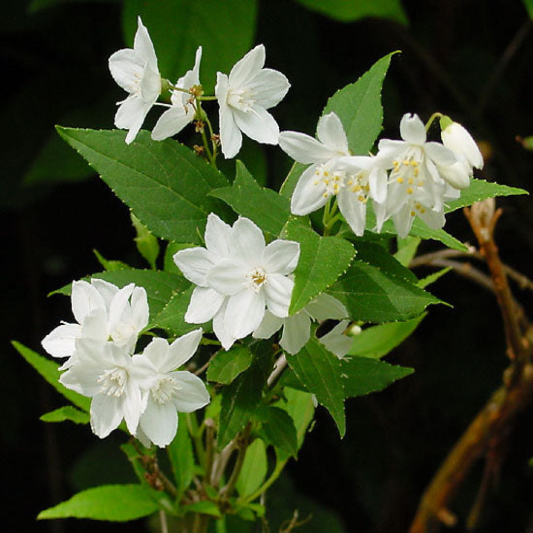 Deutzia Gracilis Slender