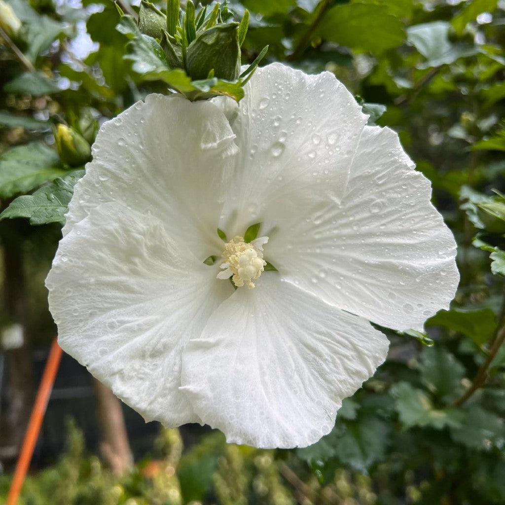 Potted White Althea plant ready for planting