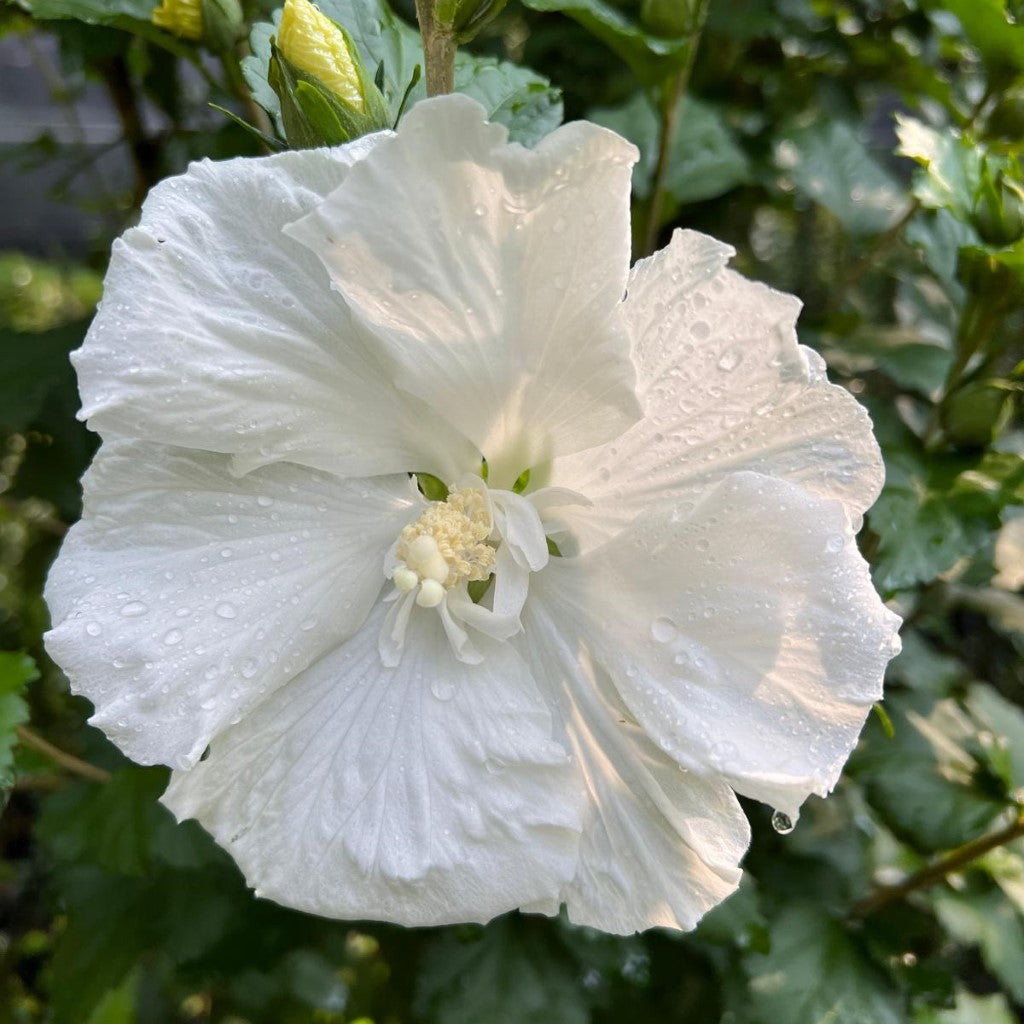 Mature White Althea shrub showing growth habit