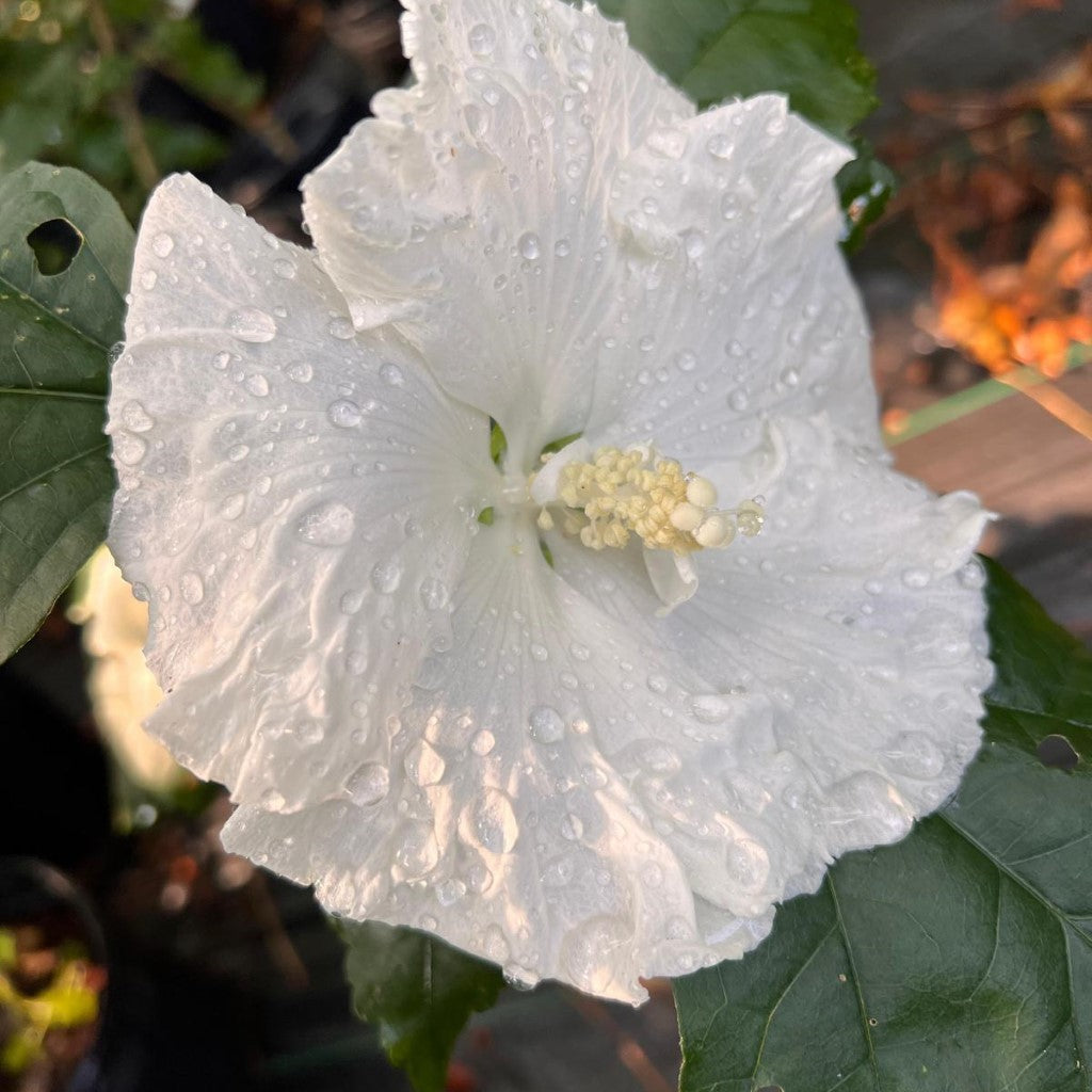 Close-up of white Diana Althea flower petals
