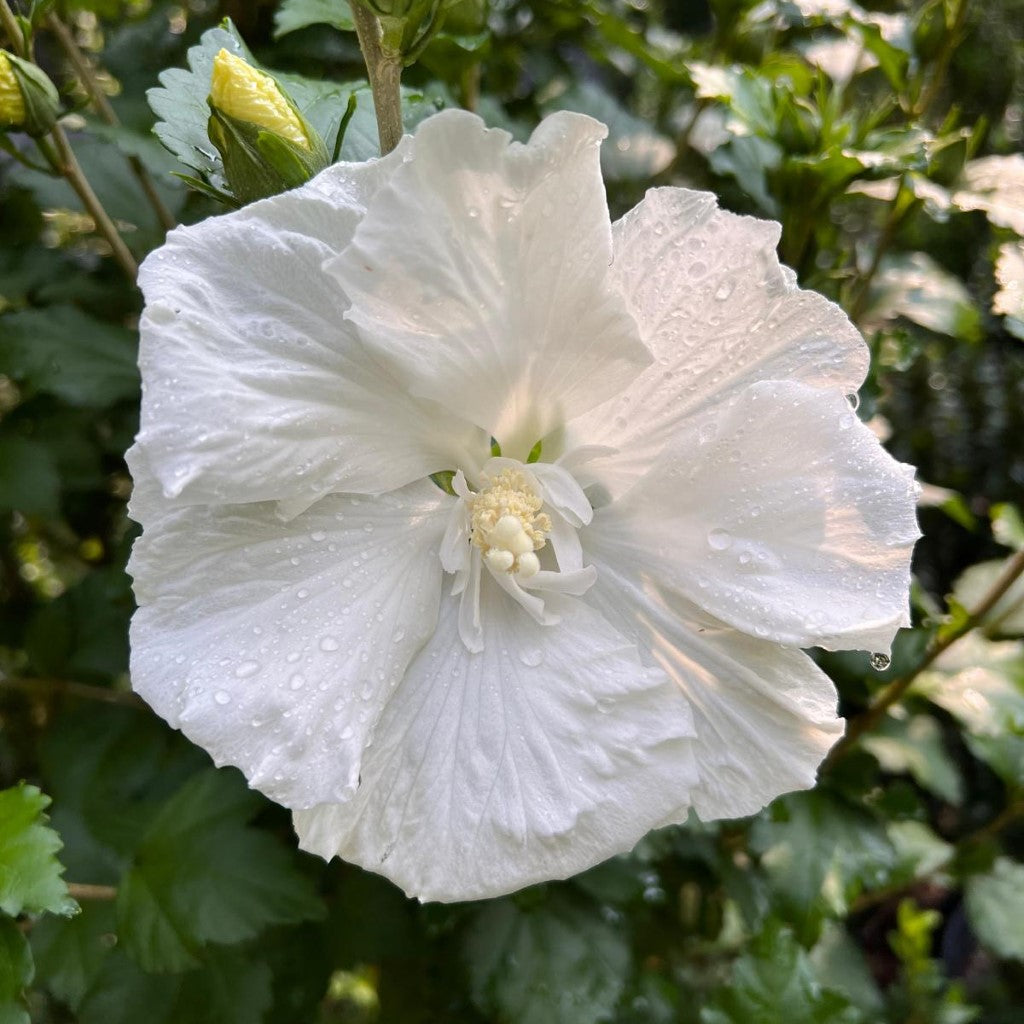 Mature Diana White Althea shrub in garden bed