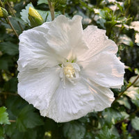 Diana Rose of Sharon Althea Shrub Showing Single White Flowers