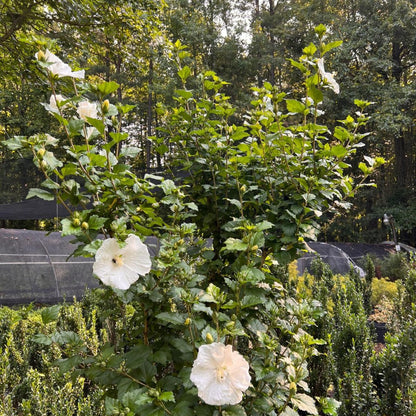 Diana Althea with green foliage and large white blooms