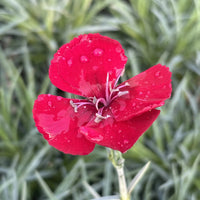 Dianthus American Pie 'Cherry Pie' PP32445 - [EG]