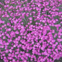 Dianthus Firewitch - [EG]