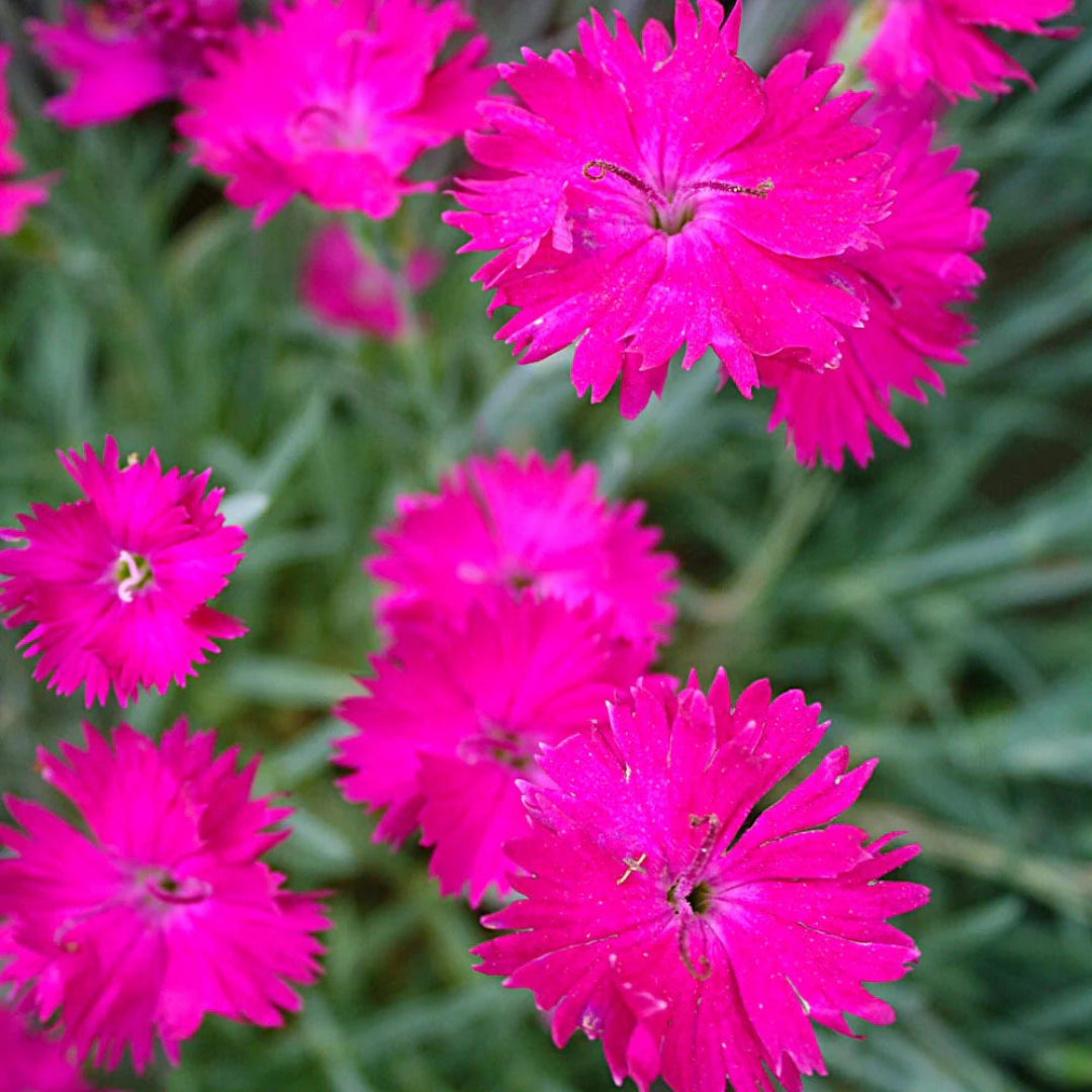 Dianthus X &