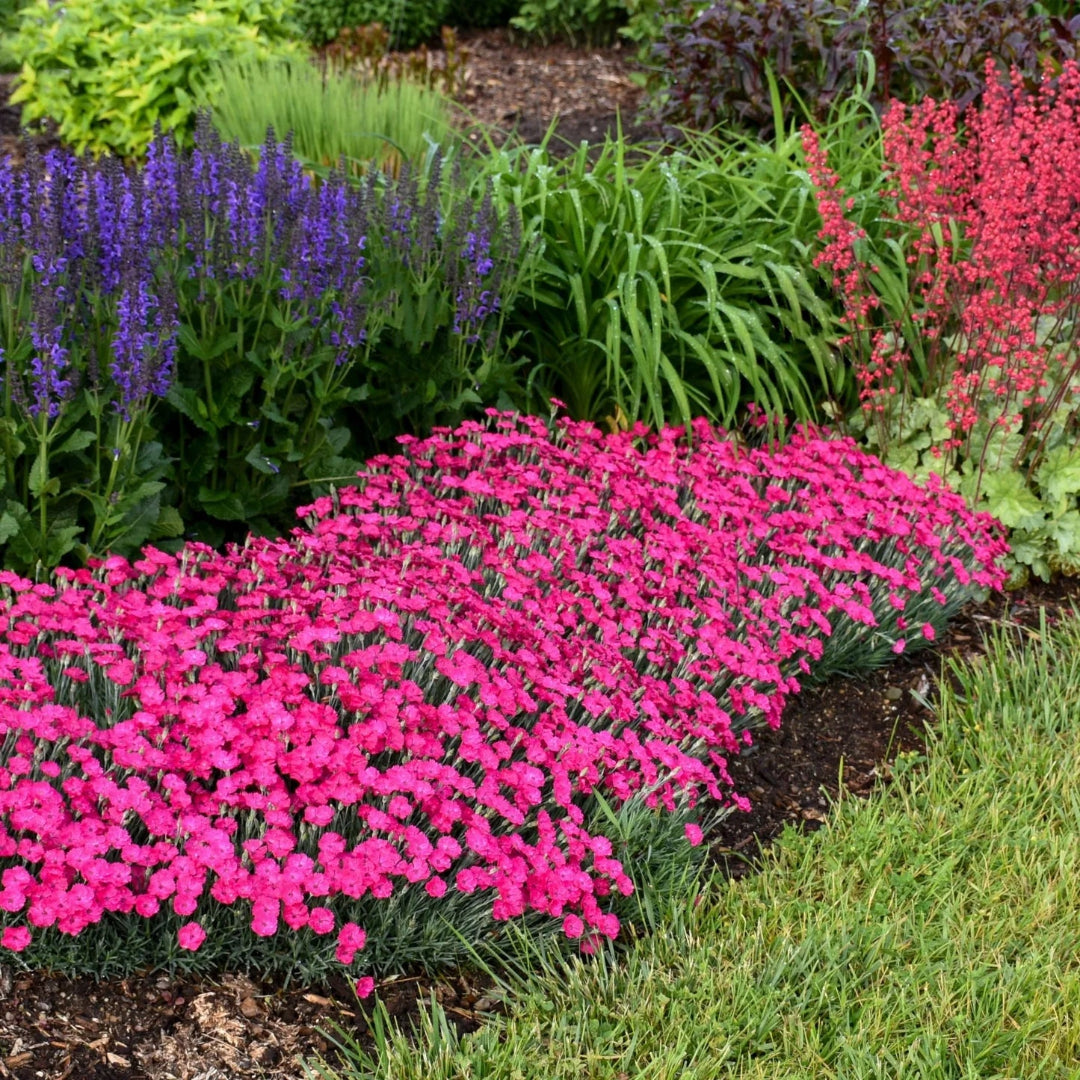 Dianthus &