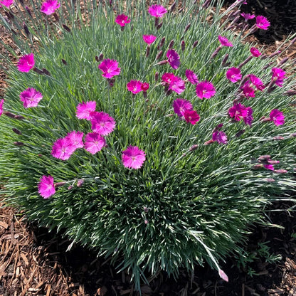 Dianthus Firewitch landscape planting