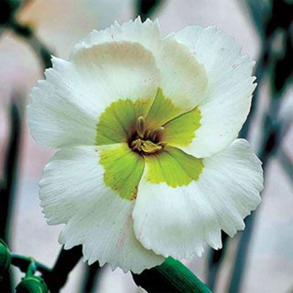 Dianthus American Pie &