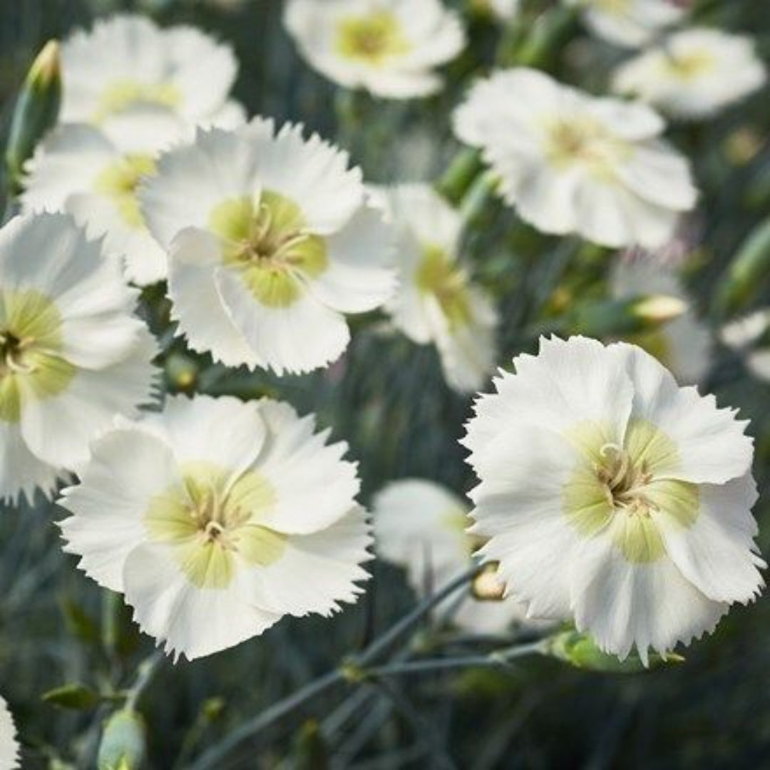 Dianthus American Pie &