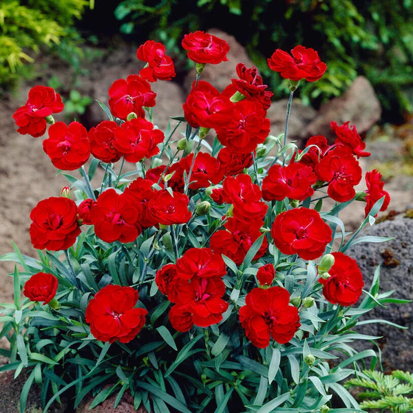 Dianthus American Pie &