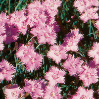 Bath’s Pink Dianthus with light pink flowersBath’s Pink Dianthus with light pink flowers