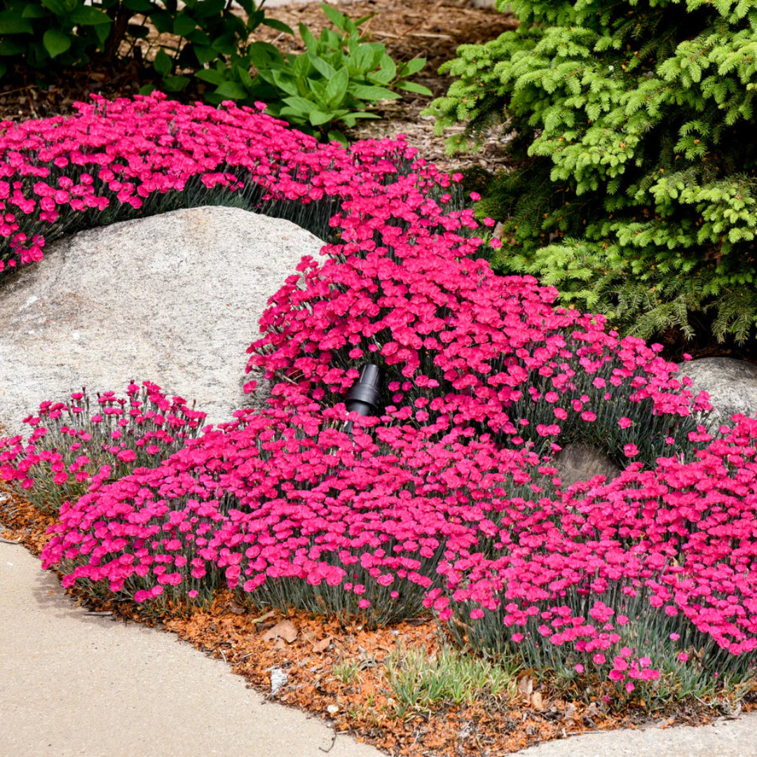 Dianthus &