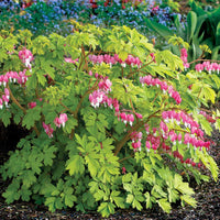 Dicentra spectabilis 'Gold Heart'  [EG]