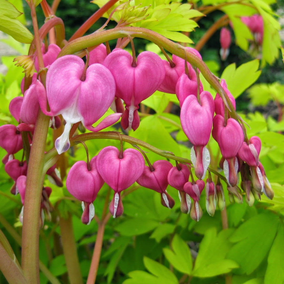 Dicentra spectabilis &