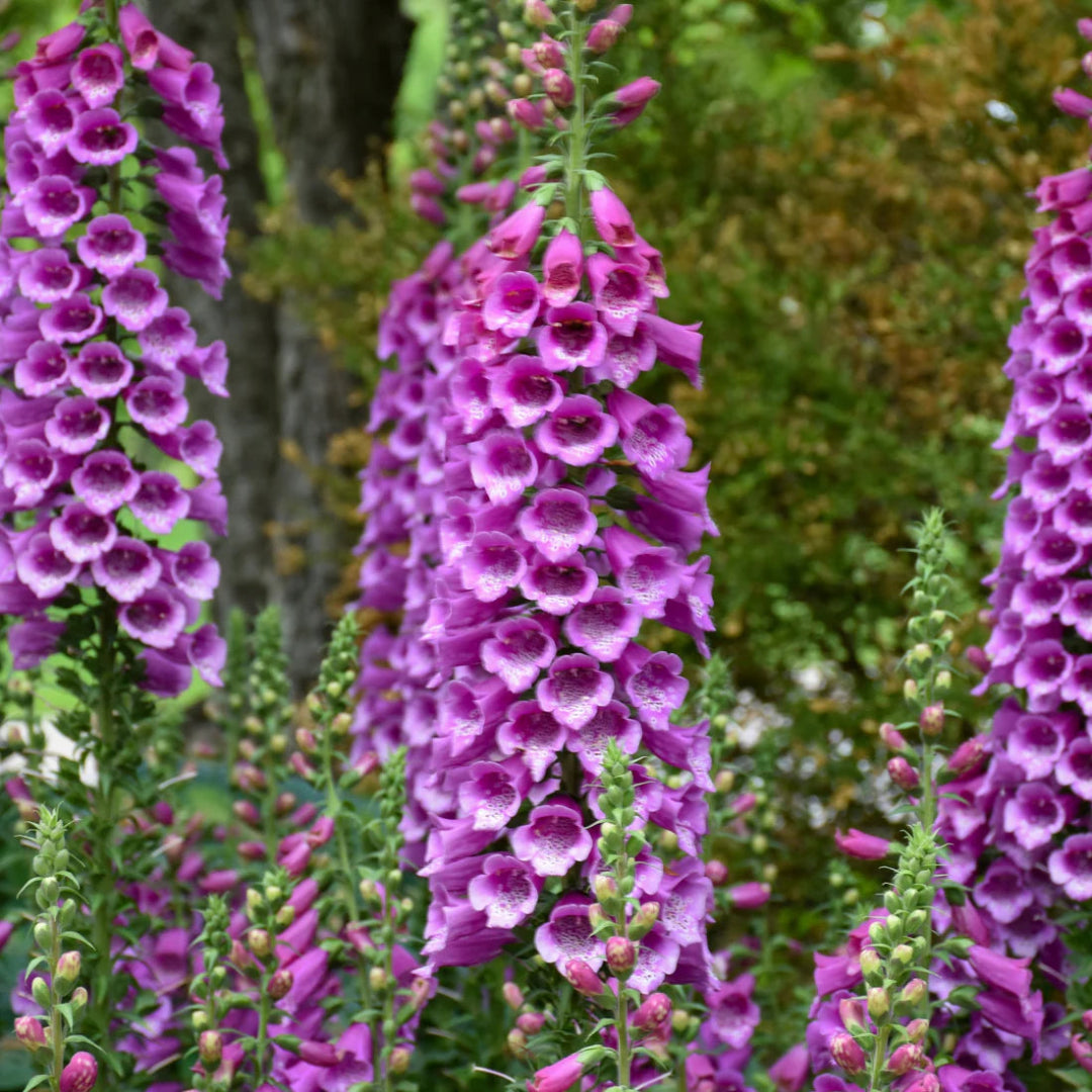 Digitalis purpurea &