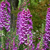 Digitalis purpurea 'Dalmatian Purple' (Foxglove)